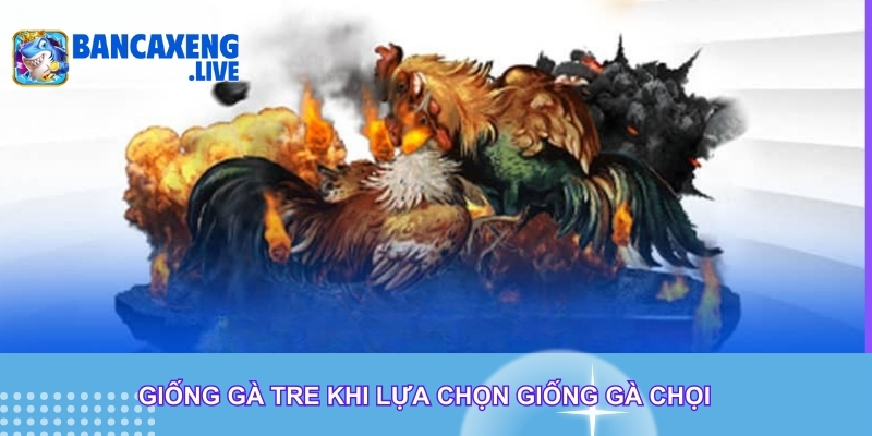 Giống gà tre khi lựa chọn giống gà chọi Giống gà tre khi lựa chọn giống gà chọi