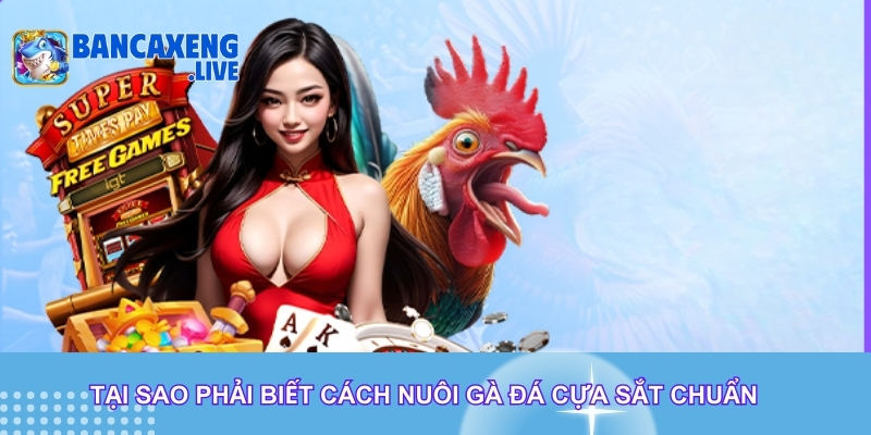 Tại sao phải biết cách nuôi gà đá cựa sắt chuẩn Tại sao phải biết cách nuôi gà đá cựa sắt chuẩn